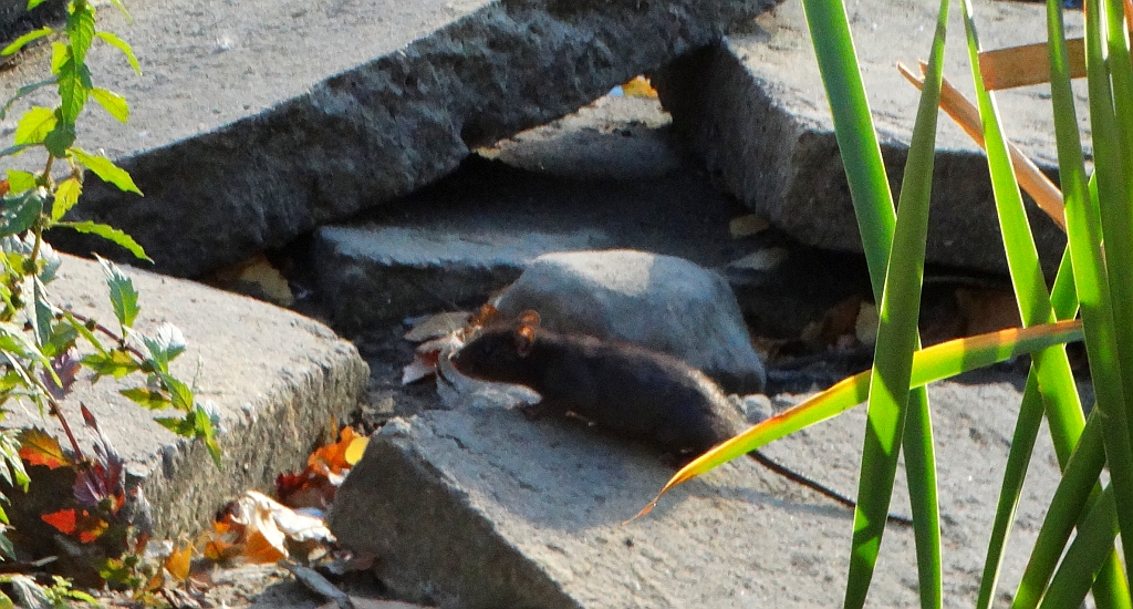 Szczur śniady (Rattus rattus)