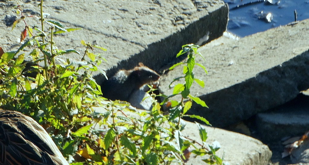 Szczur śniady (Rattus rattus)