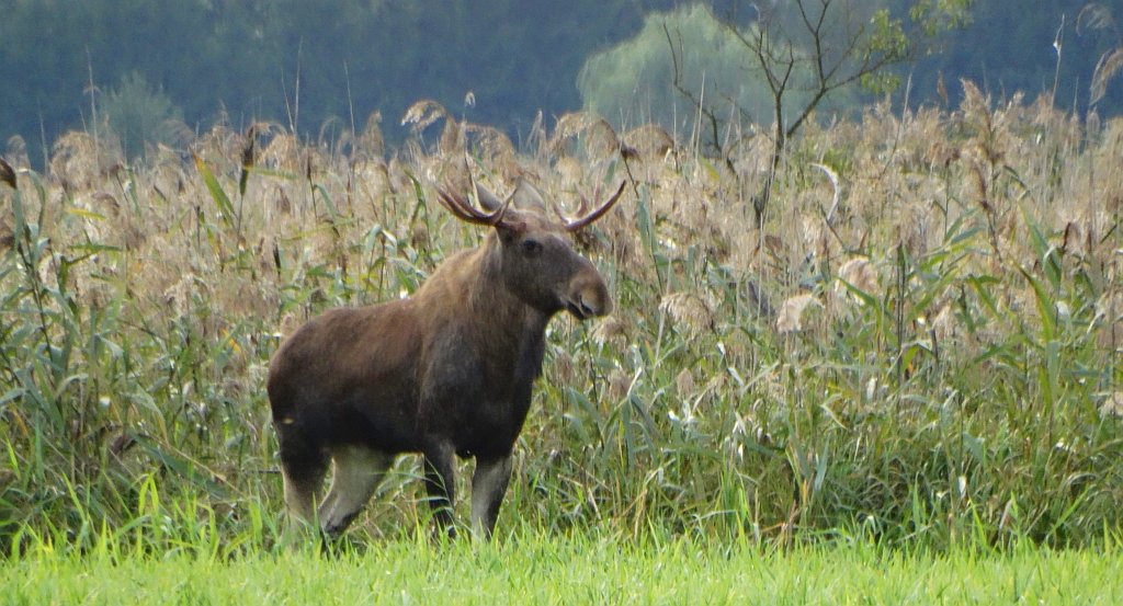 Łoś (Alces alces)