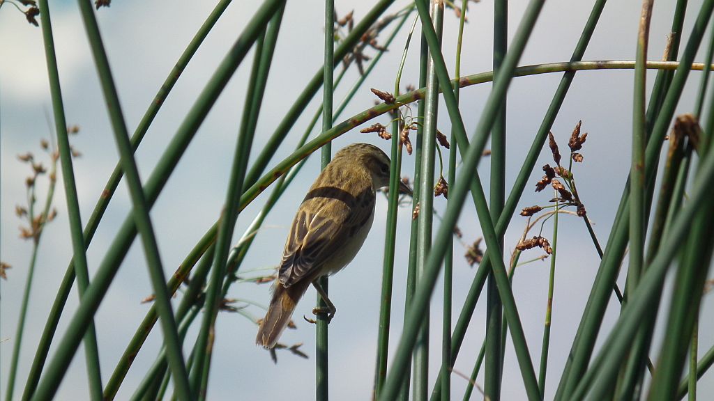 Rokitniczka (Acrocephalus schoenobaenus)