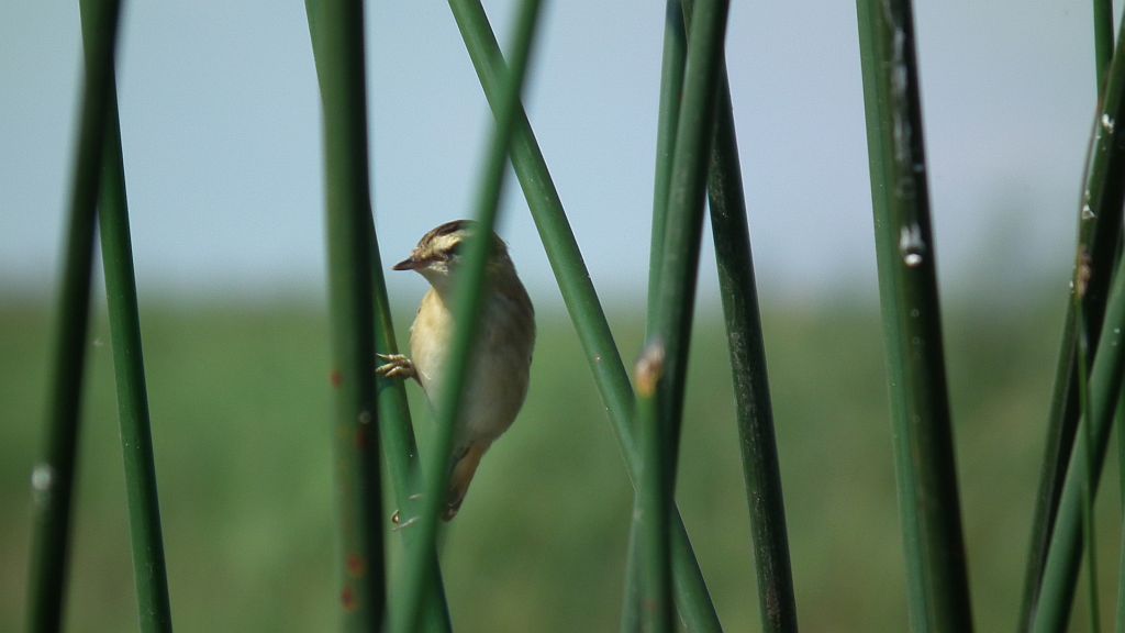 Rokitniczka (Acrocephalus schoenobaenus)