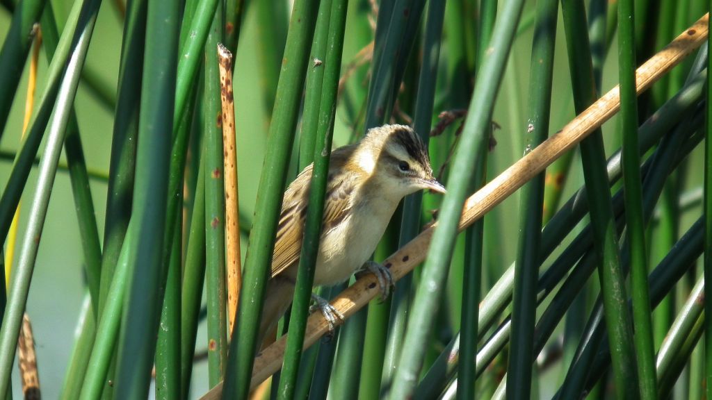 Rokitniczka (Acrocephalus schoenobaenus)