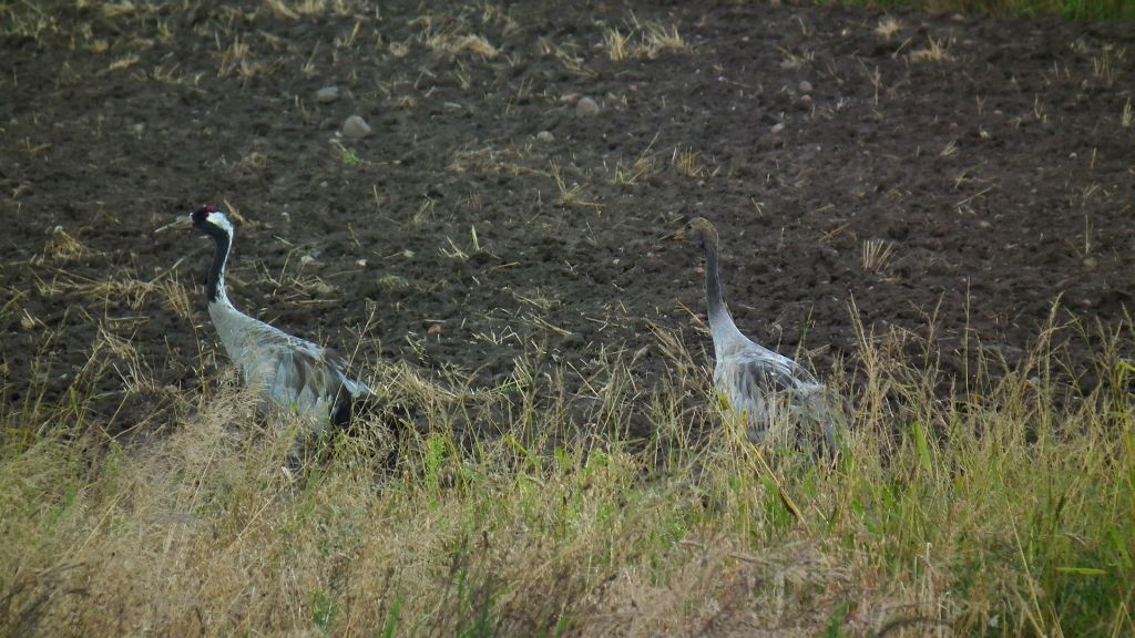 Żuraw, żuraw szary (Grus grus)