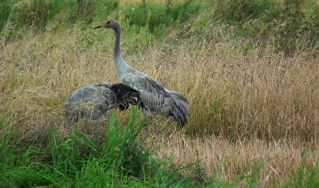Żuraw, żuraw szary (Grus grus)