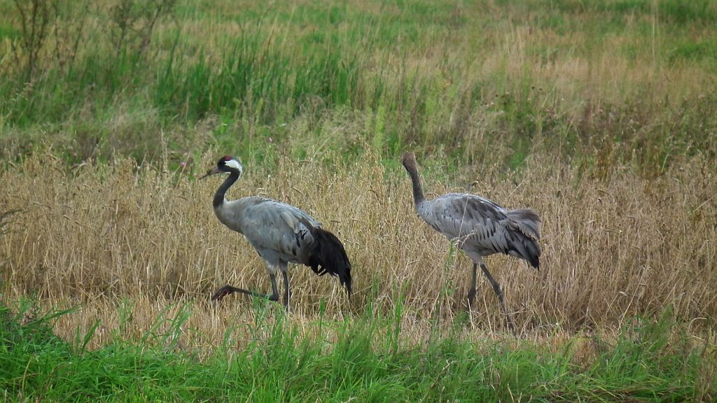 Żuraw, żuraw szary (Grus grus)