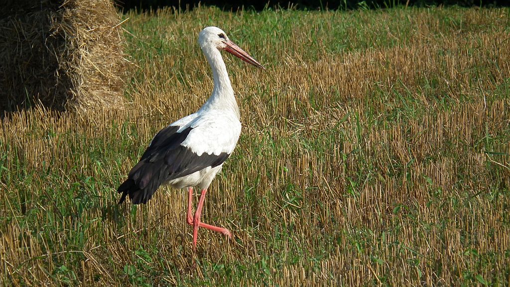 Bocian biały (Ciconia ciconia)