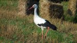 Bocian biały (Ciconia ciconia)