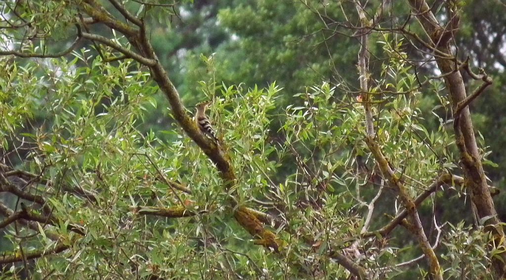 Dudek zwyczajny, dudek  (Upupa epops)