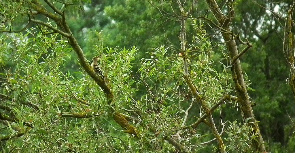 Dudek zwyczajny, dudek  (Upupa epops)