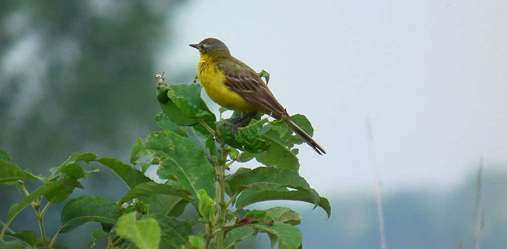 Pliszka żółta, wolarka (Motacilla flava)