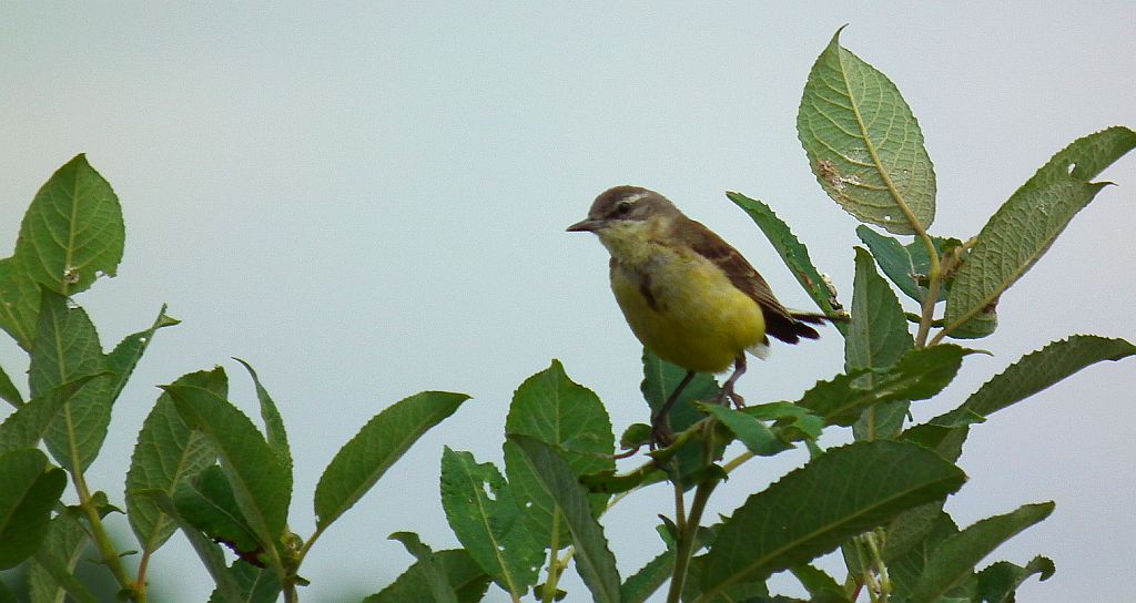 Pliszka żółta, wolarka (Motacilla flava)