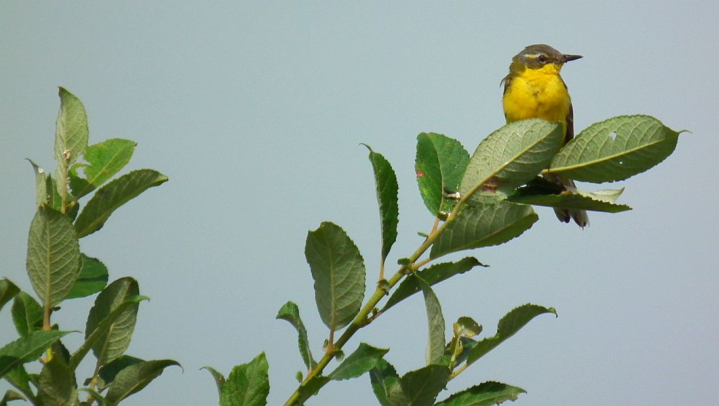 Pliszka żółta, wolarka (Motacilla flava)