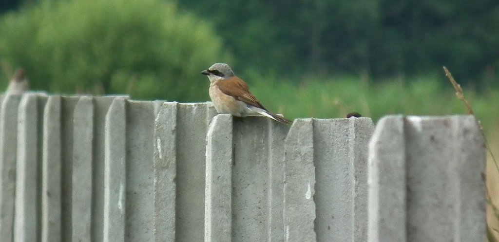 Gąsiorek, dzierzba gąsiorek (Lanius collurio)