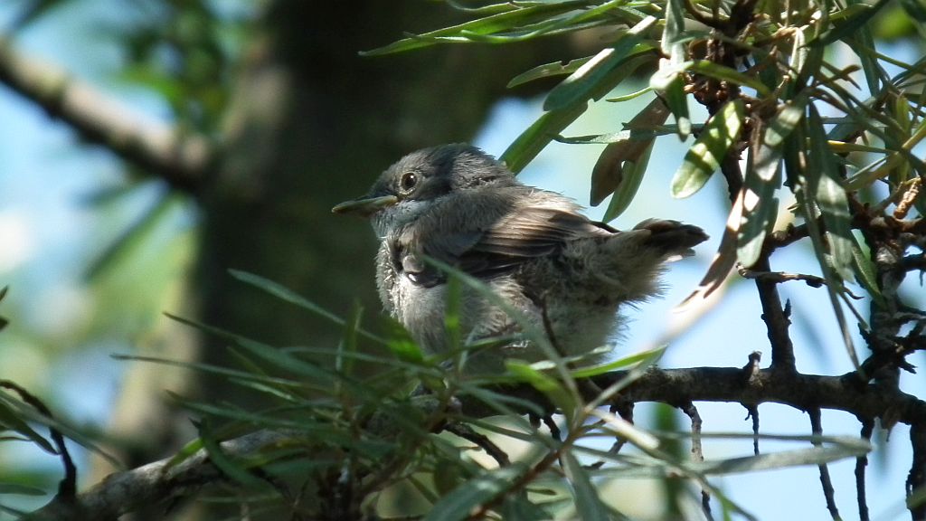 Piegża zwyczajna, gajówka piegża, pokrzewka piegża (Sylvia curruca)