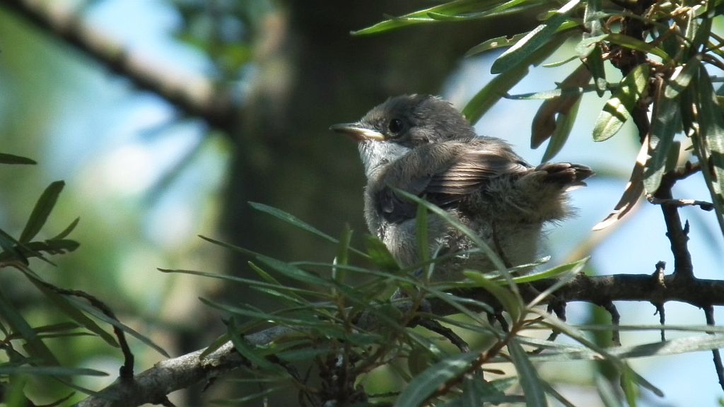 Piegża zwyczajna, gajówka piegża, pokrzewka piegża (Sylvia curruca)