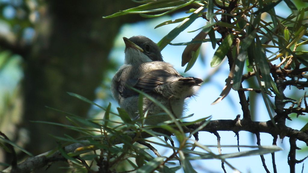 Piegża zwyczajna, gajówka piegża, pokrzewka piegża (Sylvia curruca)