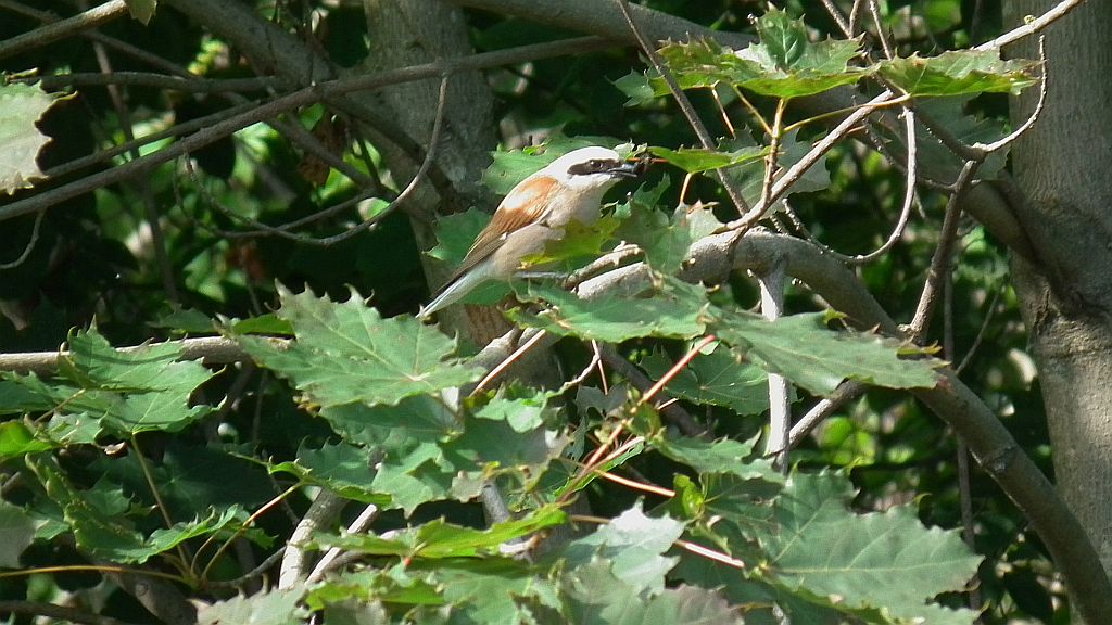 Gąsiorek, dzierzba gąsiorek (Lanius collurio)