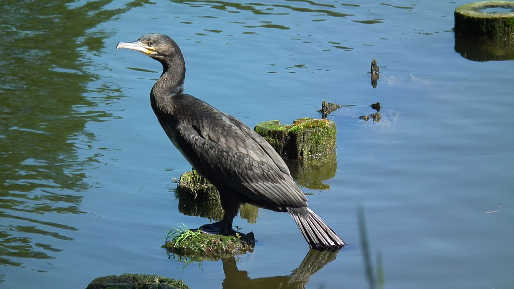 Kormoran zwyczajny, kormoran czarny (Phalacrocorax carbo)