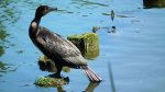 Kormoran zwyczajny, kormoran czarny (Phalacrocorax carbo)