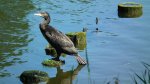 Kormoran zwyczajny, kormoran czarny (Phalacrocorax carbo)