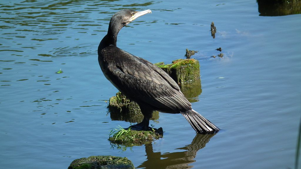 Kormoran zwyczajny, kormoran czarny (Phalacrocorax carbo)