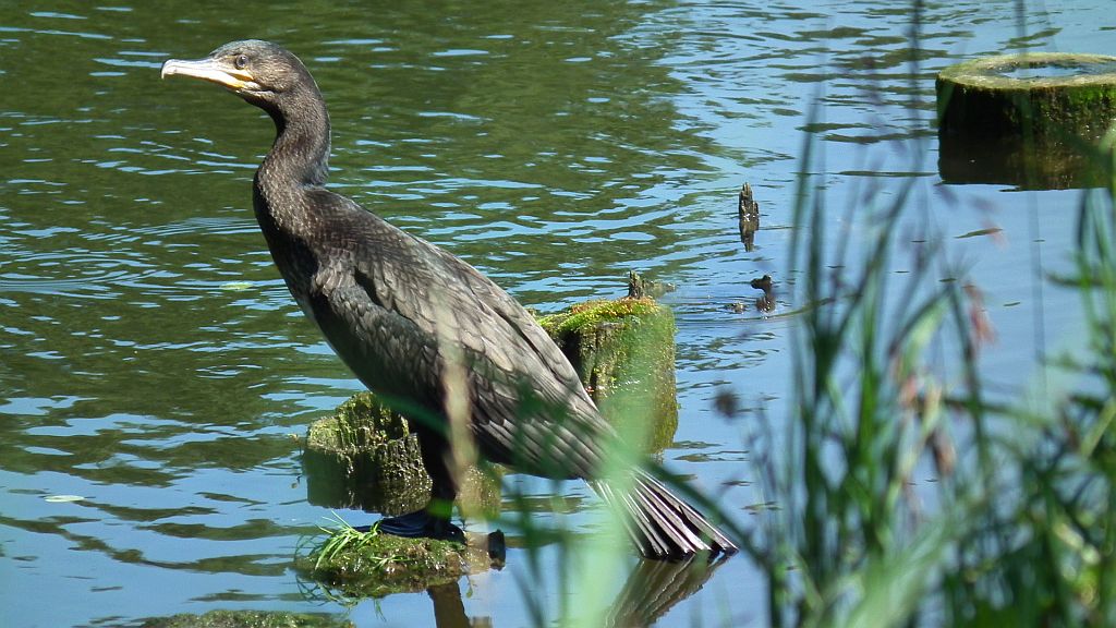 Kormoran zwyczajny, kormoran czarny (Phalacrocorax carbo)