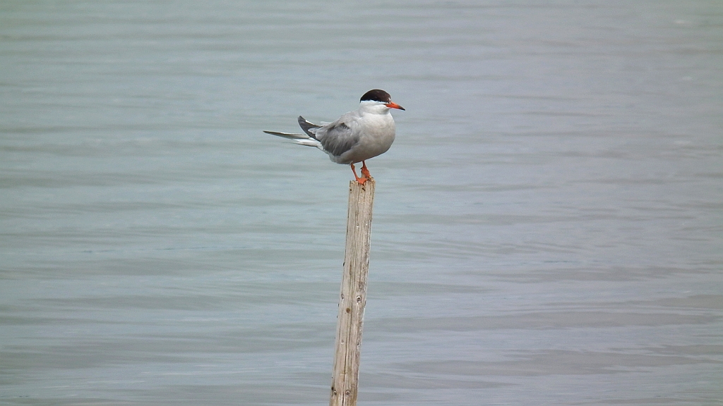 Rybitwa rzeczna, rybitwa zwyczajna (Sterna hirundo)