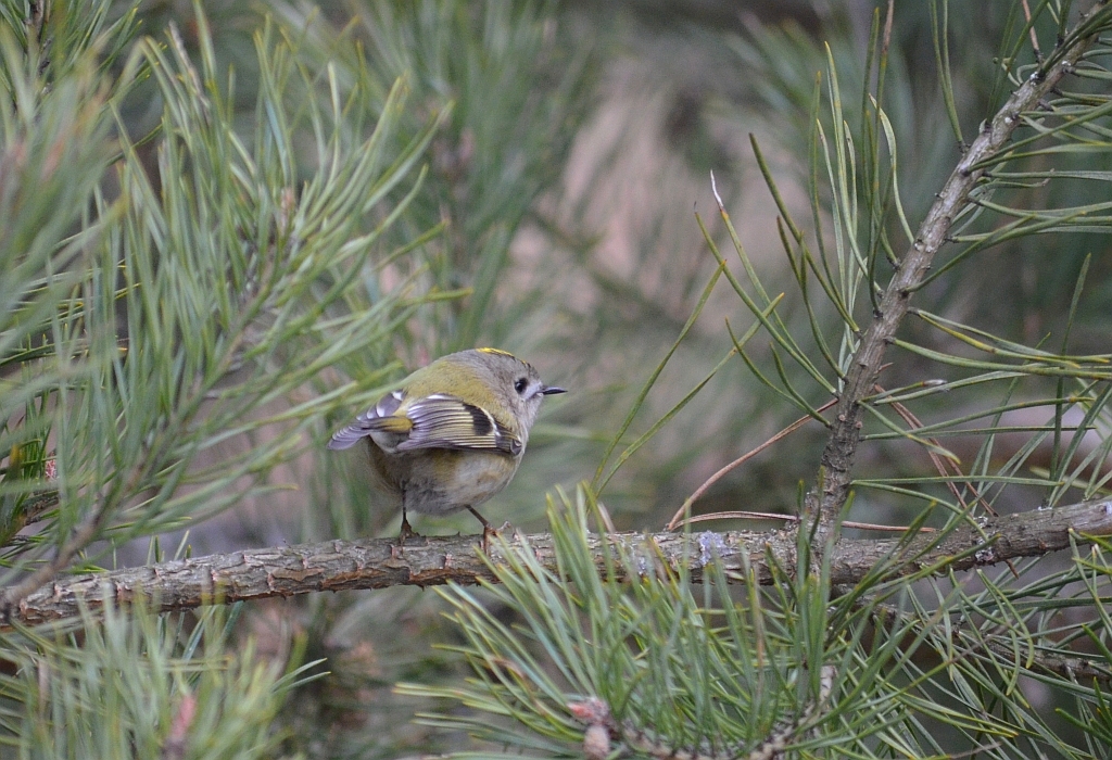 Mysikrólik zwyczajny, mysikrólik (Regulus regulus)