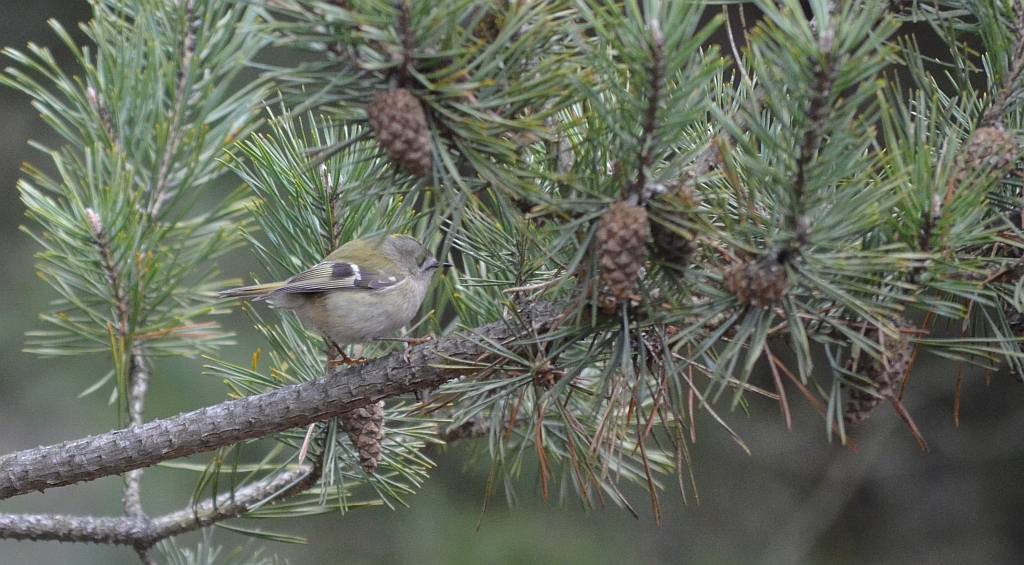 Mysikrólik zwyczajny, mysikrólik (Regulus regulus)