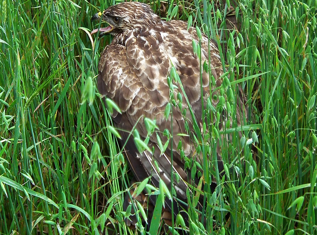 Myszołów, myszołów zwyczajny (Buteo buteo)