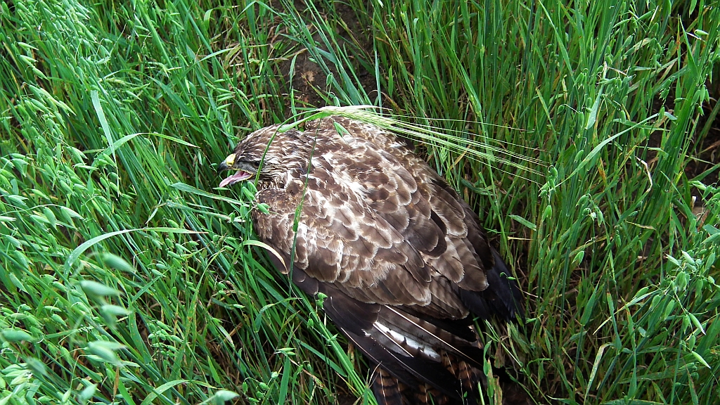 Myszołów, myszołów zwyczajny (Buteo buteo)
