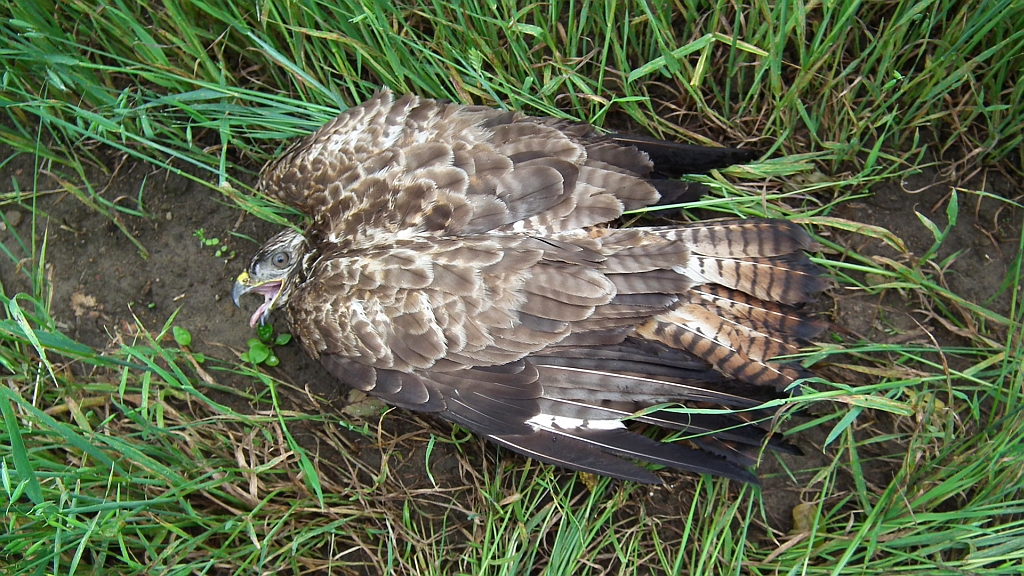 Myszołów, myszołów zwyczajny (Buteo buteo)