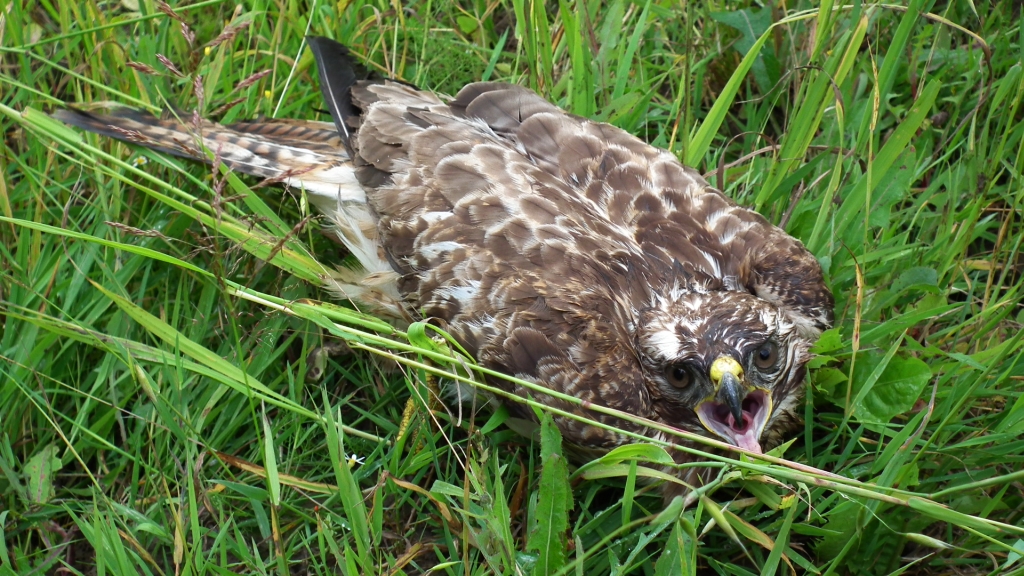 Myszołów, myszołów zwyczajny (Buteo buteo)