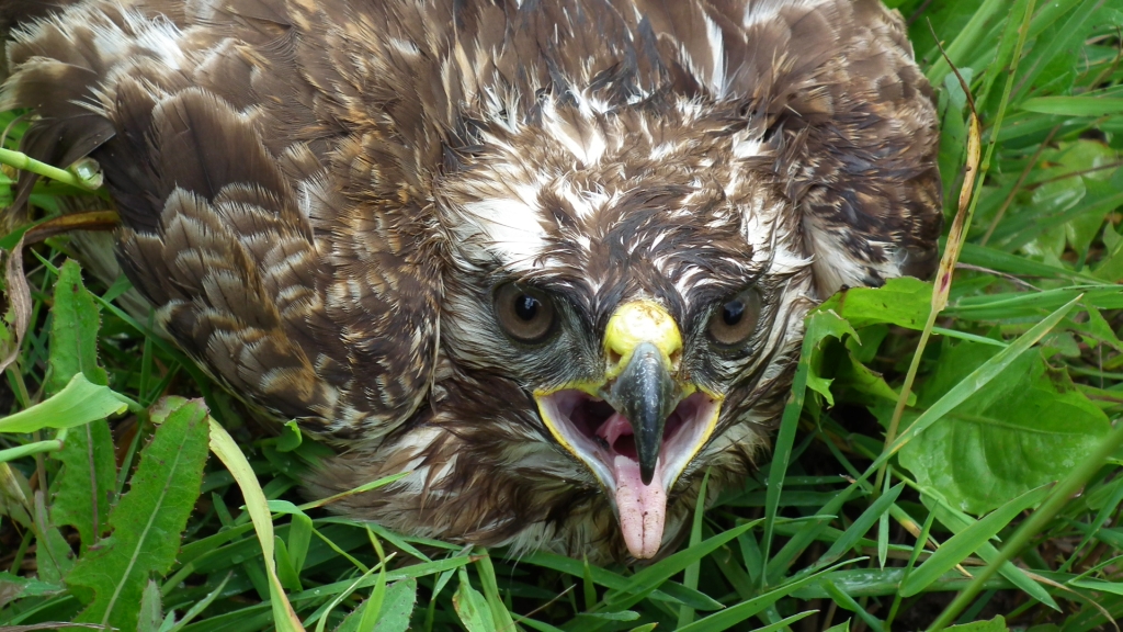 Myszołów, myszołów zwyczajny (Buteo buteo)