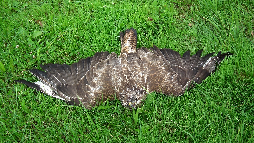 Myszołów, myszołów zwyczajny (Buteo buteo)