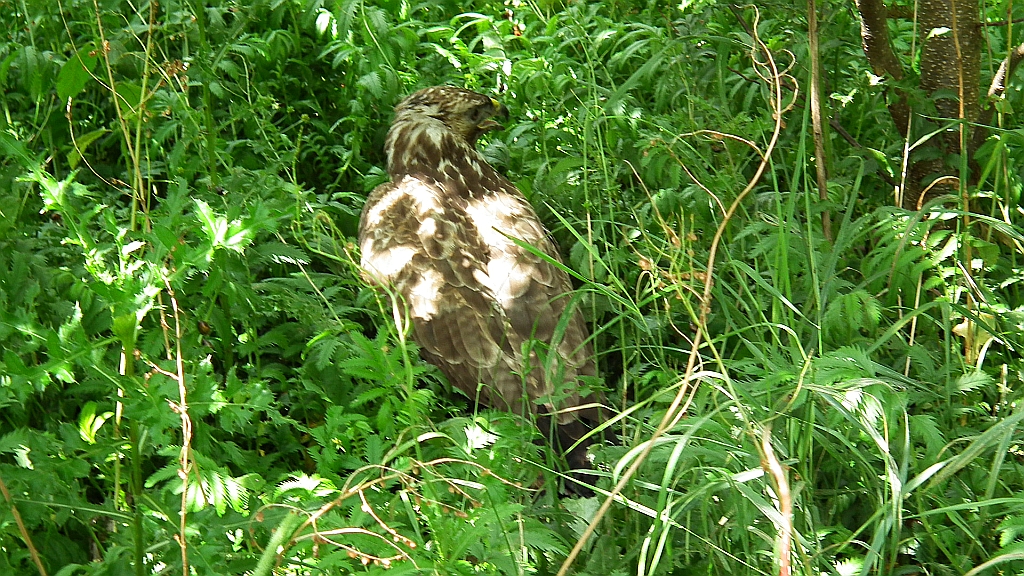 Myszołów, myszołów zwyczajny (Buteo buteo)