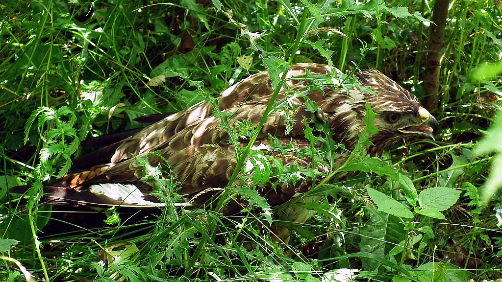 Myszołów, myszołów zwyczajny (Buteo buteo)