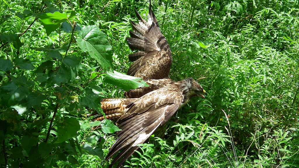 Myszołów, myszołów zwyczajny (Buteo buteo)