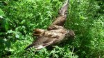 Myszołów, myszołów zwyczajny (Buteo buteo)
