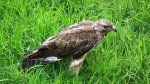 Myszołów, myszołów zwyczajny (Buteo buteo)