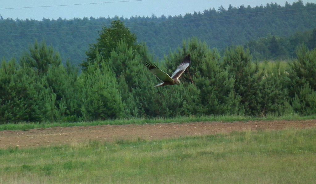 Błotniak stawowy (Circus aeruginosus)