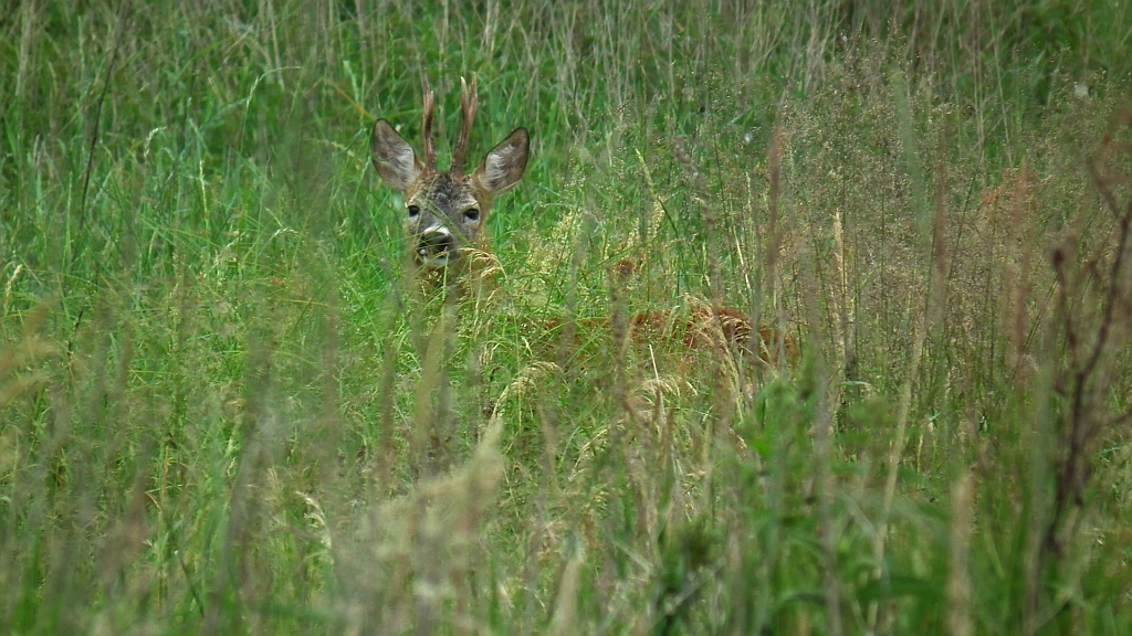 Sarna europejska (Capreolus capreolus)