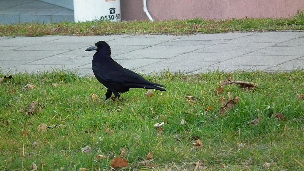 Gawron/gapa (Corvus frugilegus)