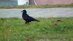 Gawron/gapa (Corvus frugilegus)