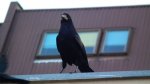Gawron/gapa (Corvus frugilegus)