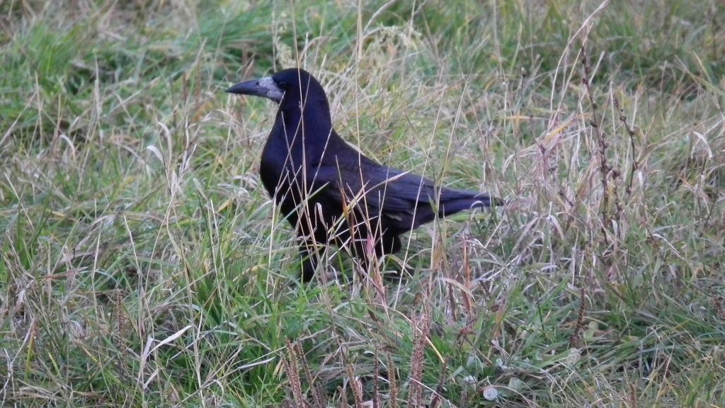 Gawron/gapa (Corvus frugilegus)