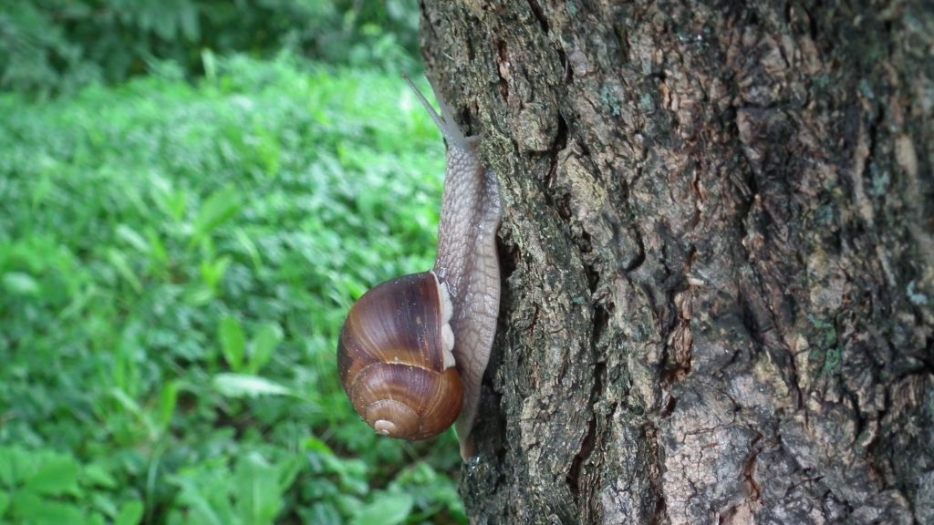 Ślimak winniczek (Helix pomatia)