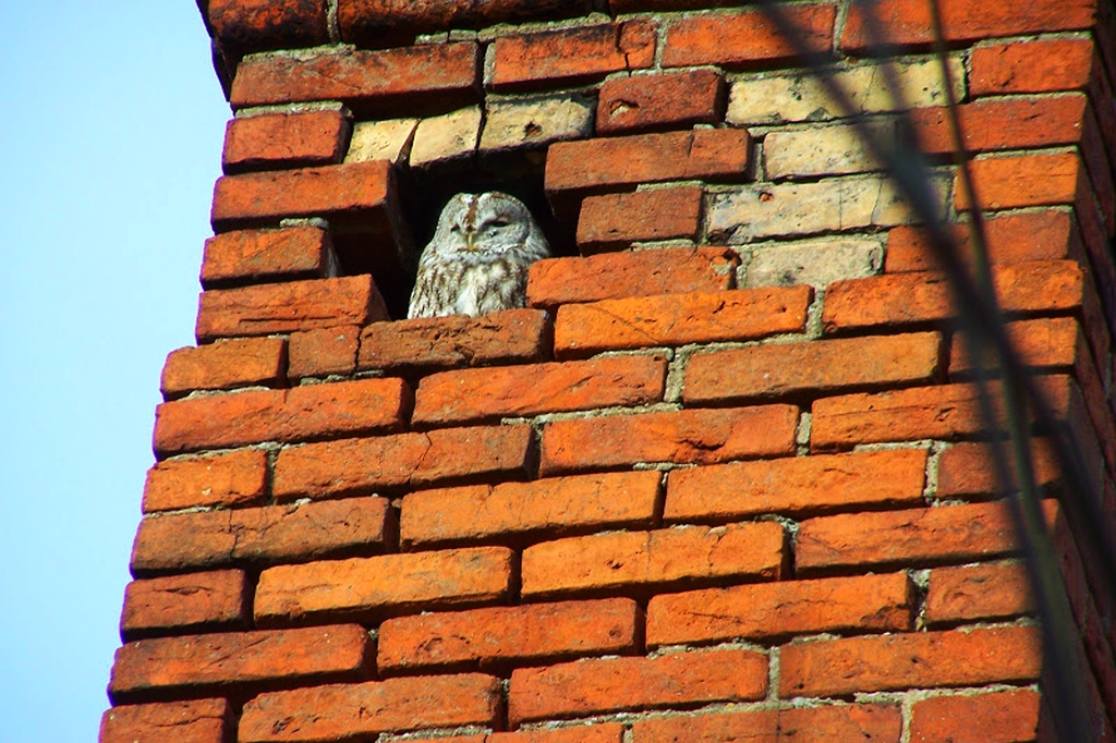 Puszczyk (Strix aluco)