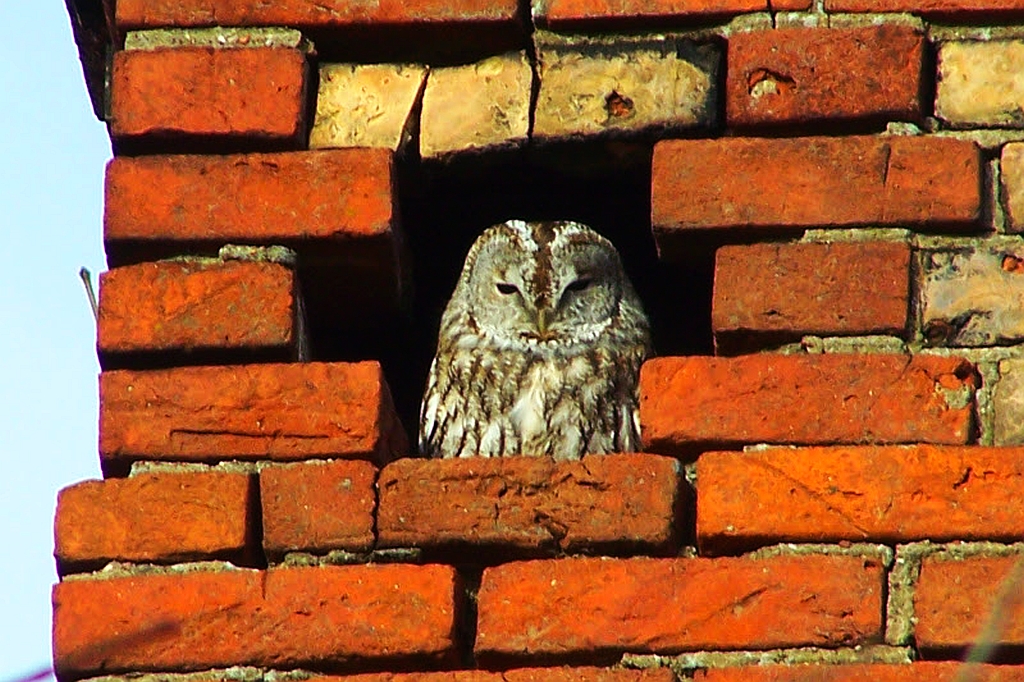 Puszczyk (Strix aluco)