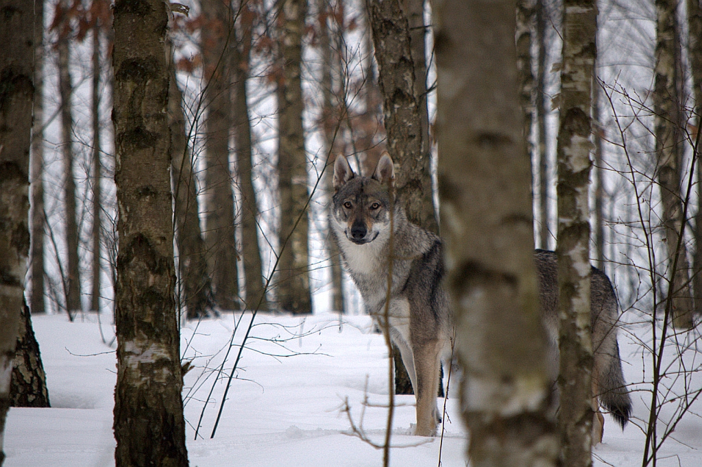 Czechosłowacki wilczak (sł. Československý vlčiak, cs. Československý vlčák)